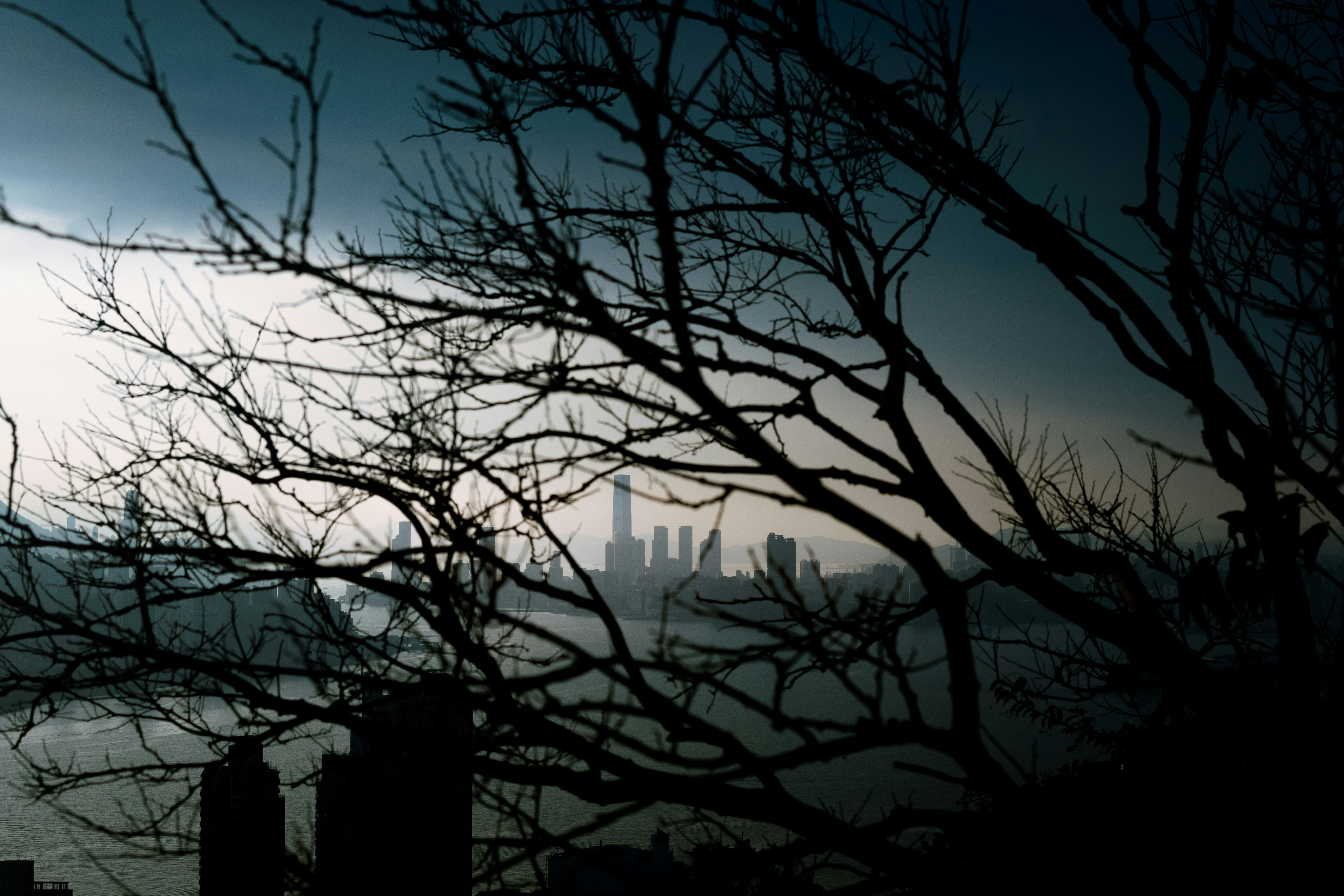 bare tree near city buildings during night time